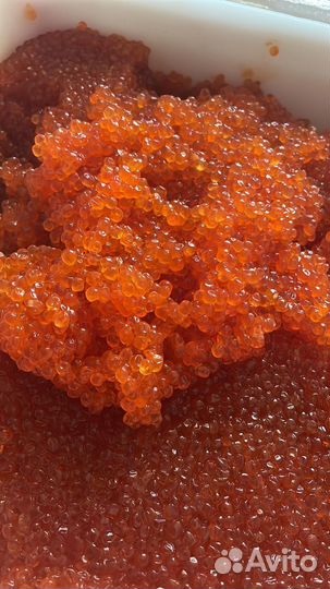 Икра Горбуши 2023 Камчатка