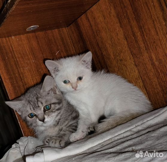 Полосатый британистый котенок из приюта ищет дом