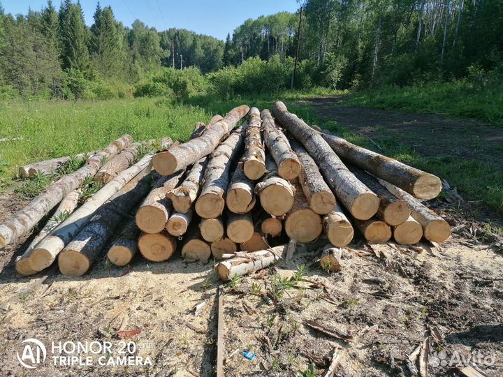 Кругляк Осины