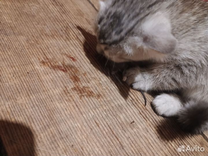 Котенок (кошечка)