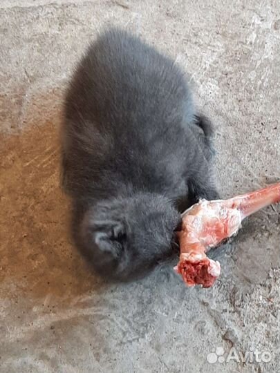 Отдам в хорошие руки катят