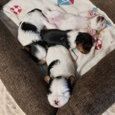 Бивер-йоркширский терьер, щенок