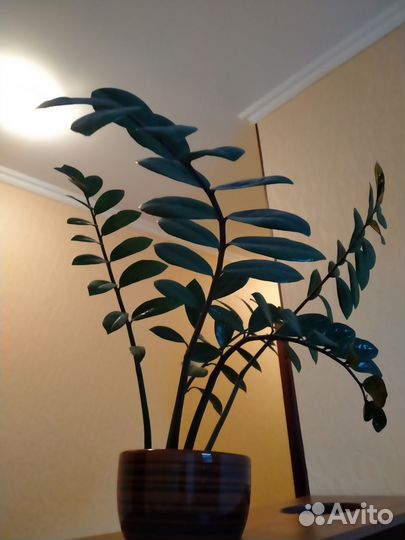 Замиокулькас