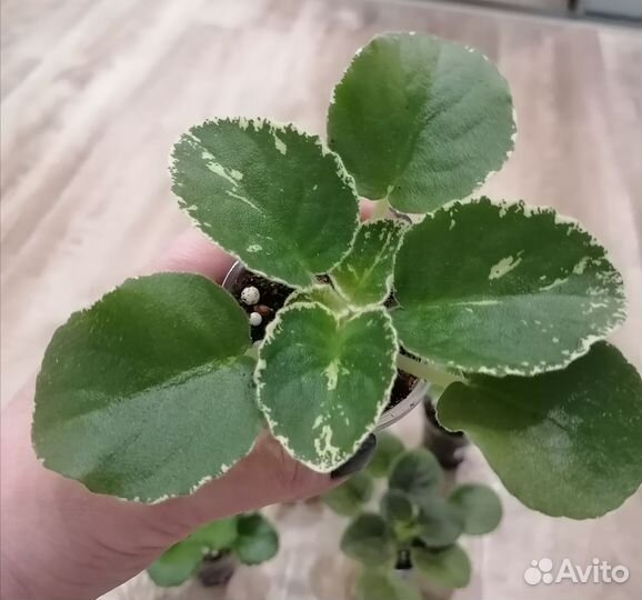 Крупные детки сортовых фиалок