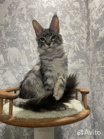 Котик Мейн-кун