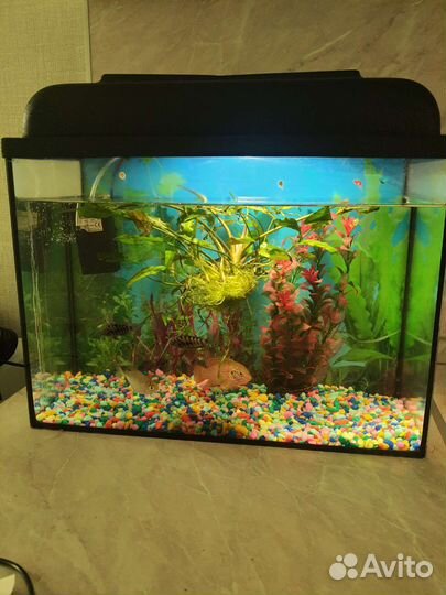 Аквариум с рыбками бу