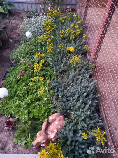 Почвопокровные растения