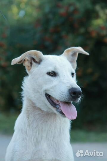 Щенок Белла в дар