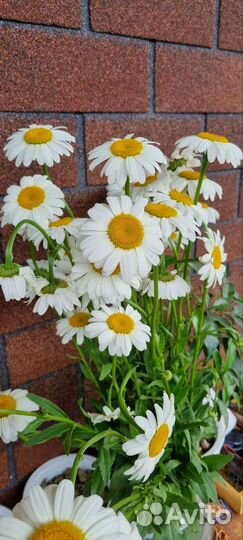 Цветы ромашки