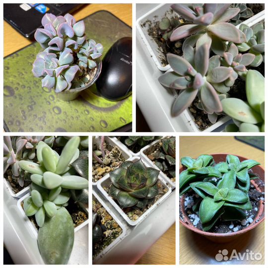 Суккуленты