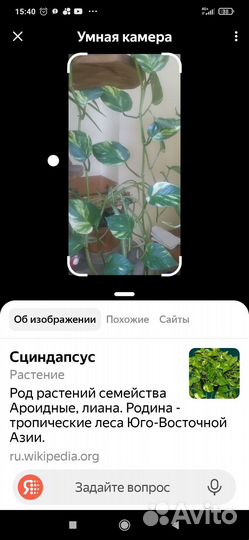 Сциндапсус