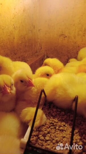 Цыплята бройлеры кобб 700