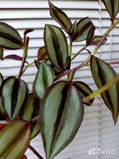 Традесканция зебрина