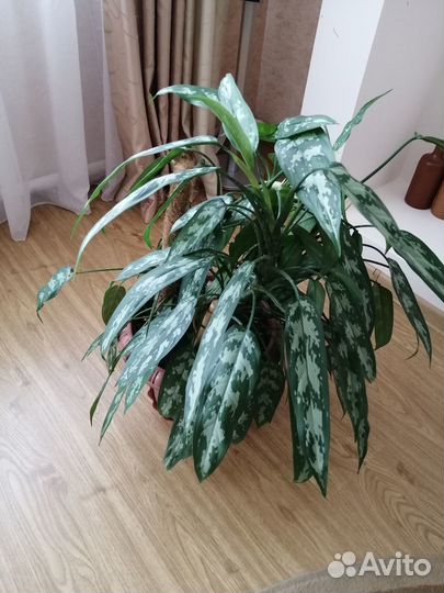 Продам комнатные растения