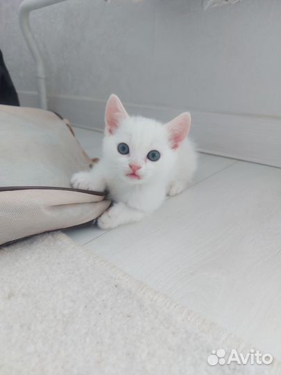 Британские котята