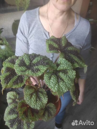 Бегония мэсона