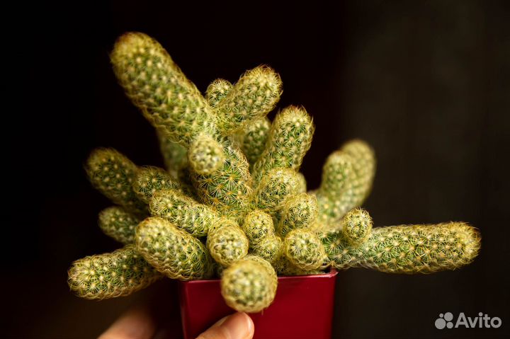 Суккуленты Маммиллярия и Опунция