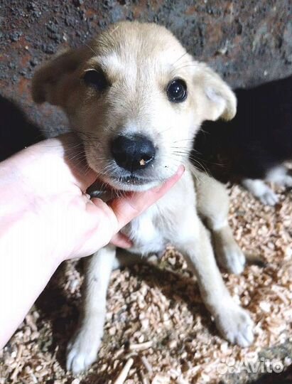 Щенки в добрые руки