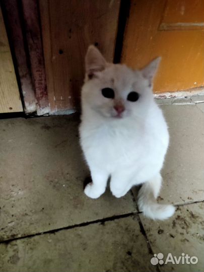 Отдам бесплатно