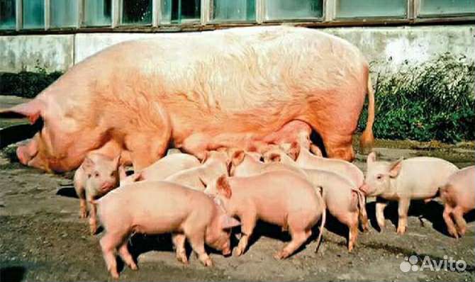Поросята