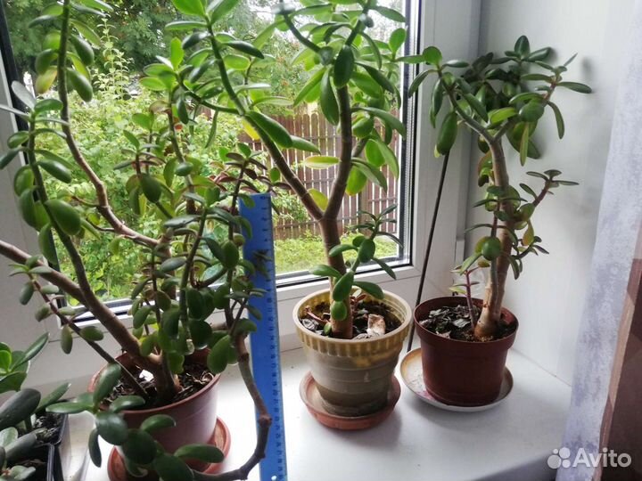 Толстянка, красула