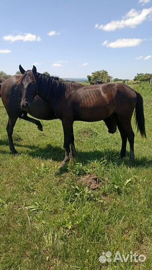 Лошадь жеребец