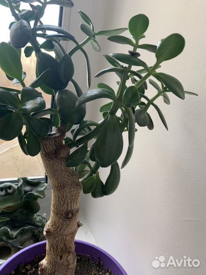 Толстянка бонсай