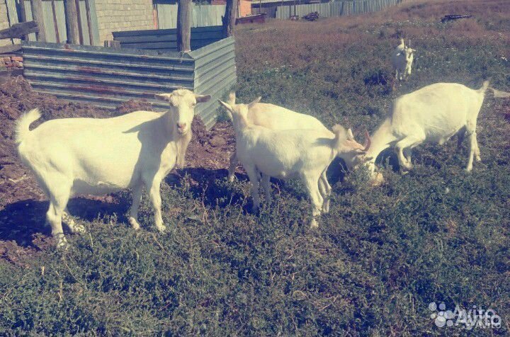 Козы Зааненской породы