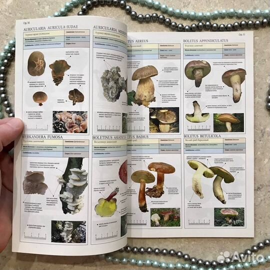 Все о грибах, Пелле Янсен, 2014 год