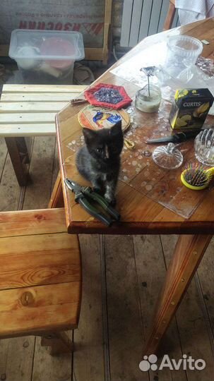 Кошка в дар бесплатно