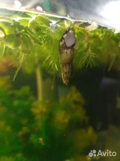 Улитки мелании и пистия