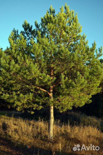 Сосна обыкновенная