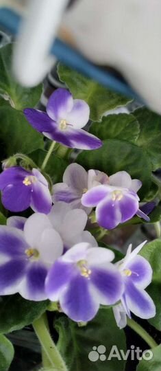 Фиалка цветущая в горшке