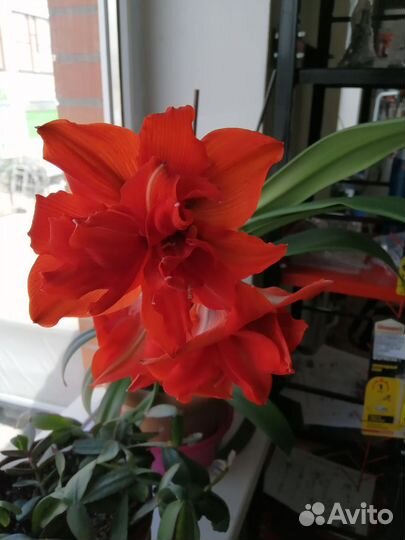 Гиппеаструм