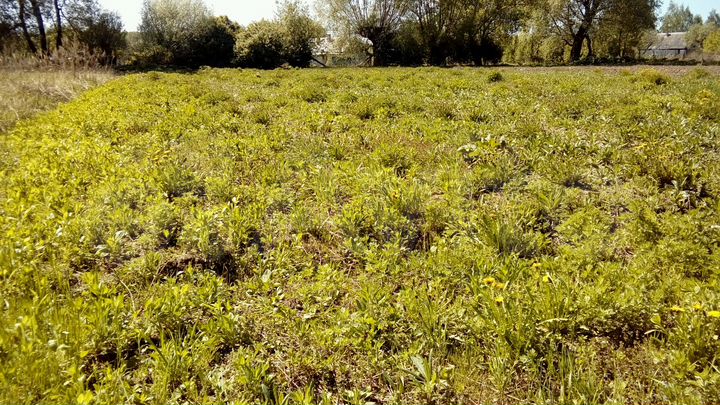 Участок 13 сот. (ИЖС)