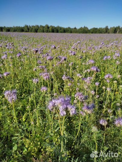 Семена Фацелии