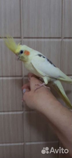 Попугай ручной Карелла Нимфа