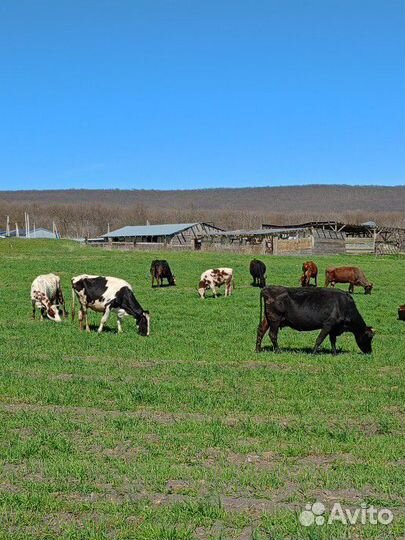 Коровы, бычки, телята
