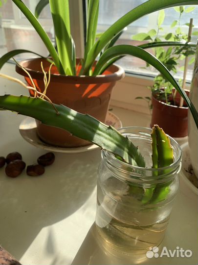 Питахайя (питайя, драконий фрукт) растение