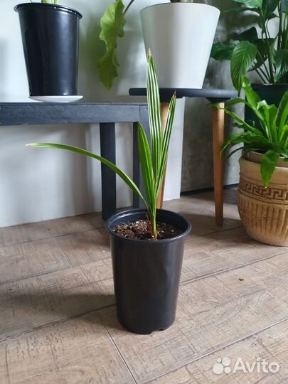 Финиковые пальмы. 2 года