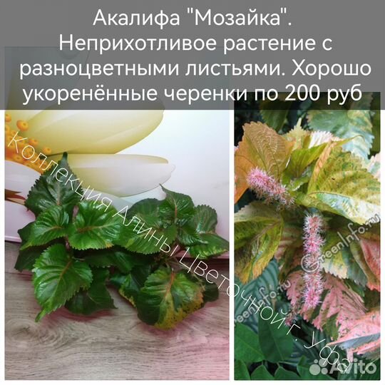 Фикусы, Хамедорея,Акалифы