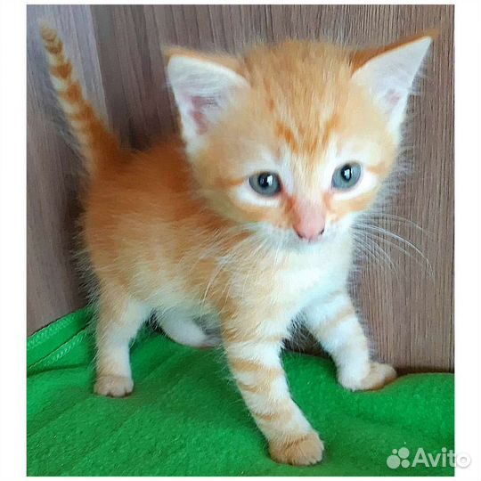 Котёнок девочка в дар