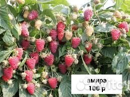 Саженцы ежевики и малины