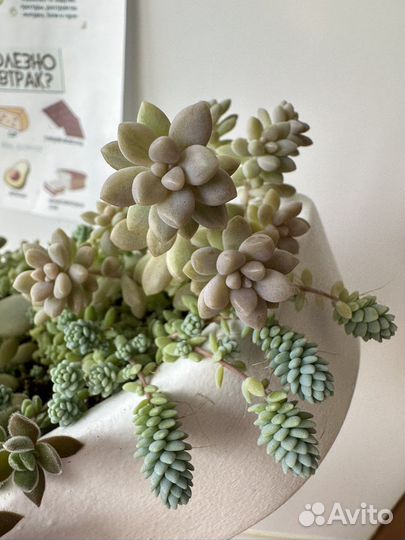 Суккуленты (детки и взрослые)