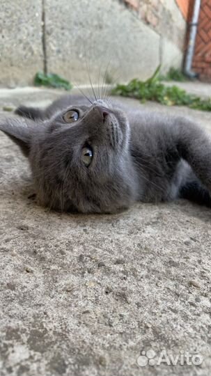 Красивенный котенок