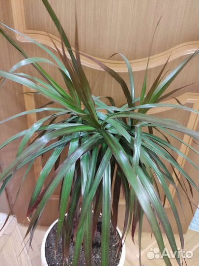 Комнатные растения цветы