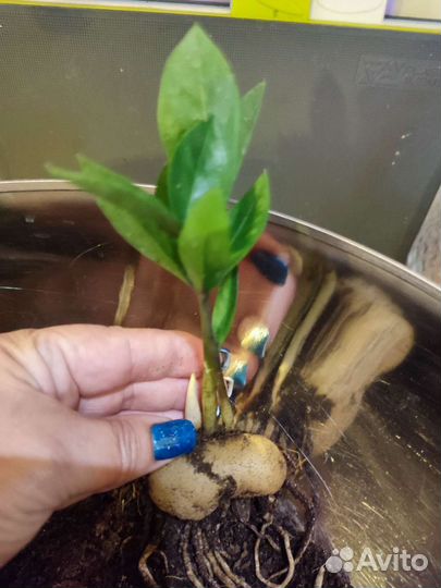 Замиокулькас