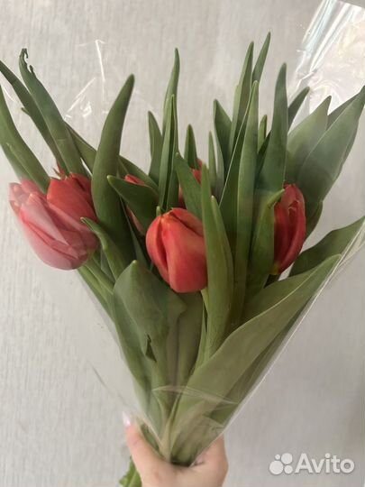 Тюльпаны розница