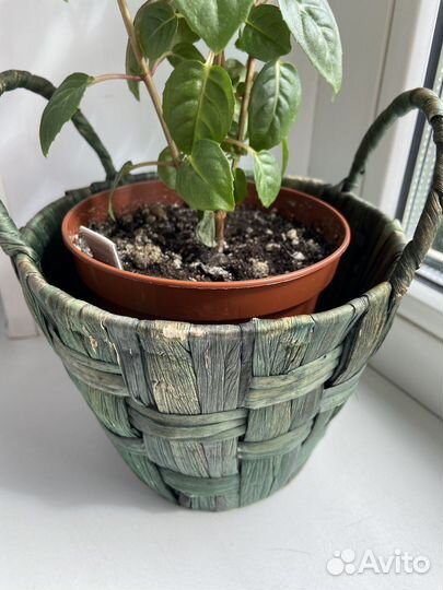 Фуксия General Monk Rot-Blau