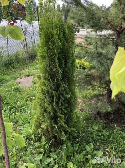 Туи в ассортименте: Колумна, Брабант, Смарагд